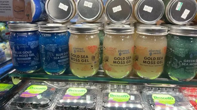 Toxic sea otters and the pollution they collect at sea